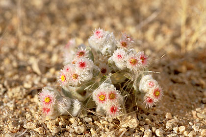 Edelweiss du dsert. Rarrissime, elle ne pousse qu'aprs de fortes pluies.