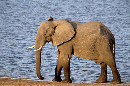 Elephant - Botswana