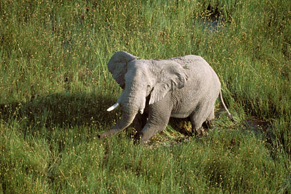 Elphant solitaire dans les marais de l'Okavango. Botswana