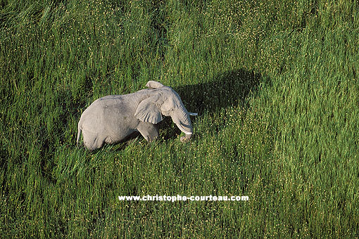 Elphant dans les marais de l'Okavango