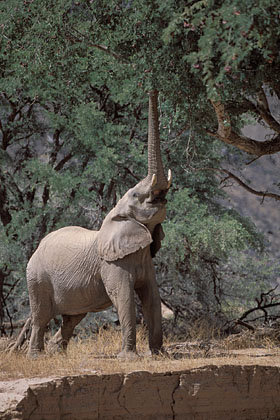 Desert Elephant  feeding on accacias / Damaraland