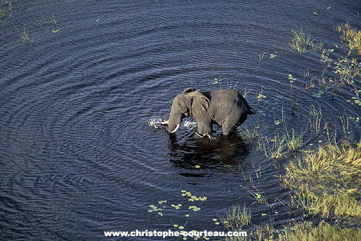 Elephant Bull in the Okavango Marshes