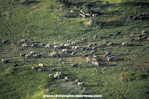 Troupeau d'lphants dans le Delta de l'Okavango