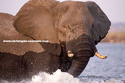 Eléphant, traverse un bras du delta