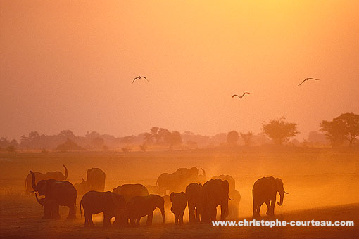 Troupeau d'lphants.  Ils clbrent le coucher du soleil...