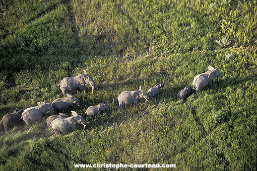 Family of Elephants crossing the marsh