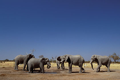 Elephants at an artificial water hole. Savuti / Botswana