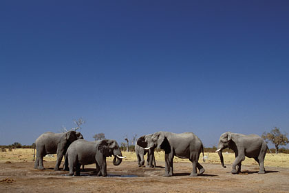 Elphants  un point d'eau artificiel. Savuti / Botswana