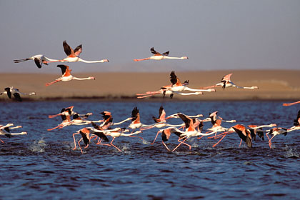 Envol de flamants roses. Lagune de Walvis Bay. Namibie