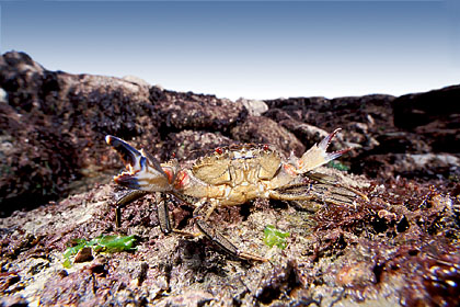 Etrille en posture de dfense  mare basse