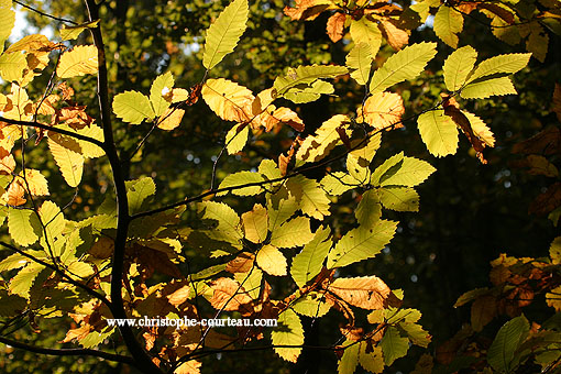 Automne sur des feuilles de chataignier