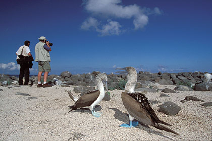 Les Galapagos, ou la photo animalière 
