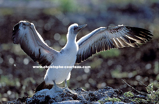 Masked Booby. Training to fly