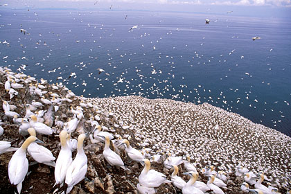 Gannet Colony