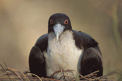 Great Fregatebird, female nesting