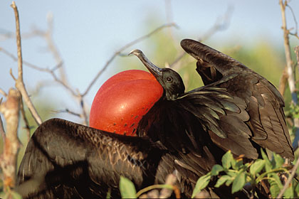 Great Fregatebird / male, Courtship Display