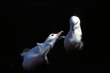 Fulmar glacial - couple sur une falaise