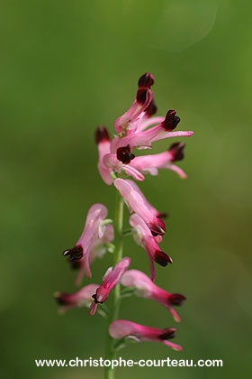 Fumaria officinalis