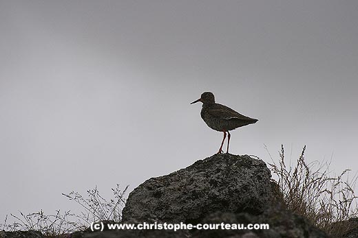 RedShank at dusk