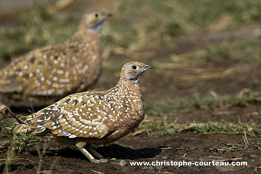 Burchell's Sandgrouses