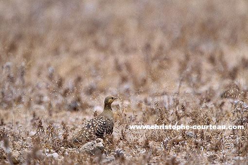 Namaqua Sandgrouse. Perfect camouflage on the ground.