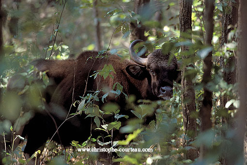 Gaur, or indian bison