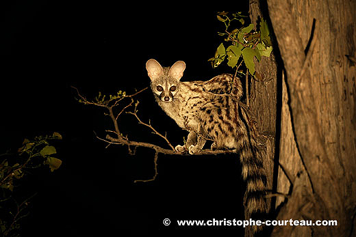 Genette la nuit dans un Mopane.