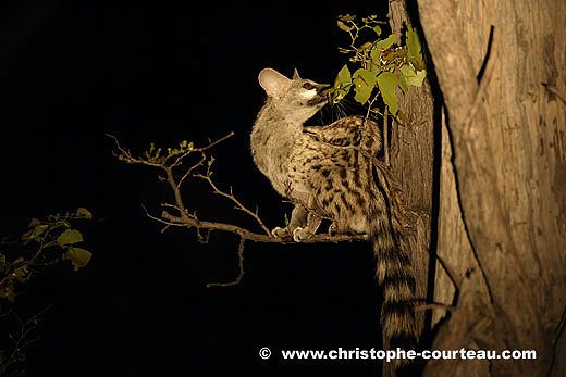 Spotted Genet at night in a Mopane Tree