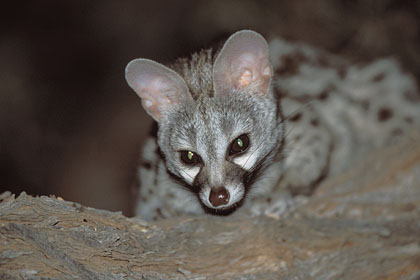 Genette, la nuit dans un arbre