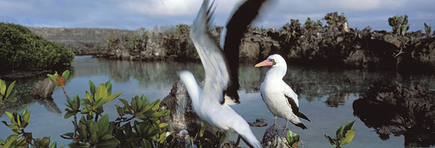 Masked Boobies nesting in the mangrove of Genovesa