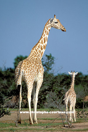 Girafe adulte et jeune