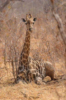 Giraffe, lie down in the shade
