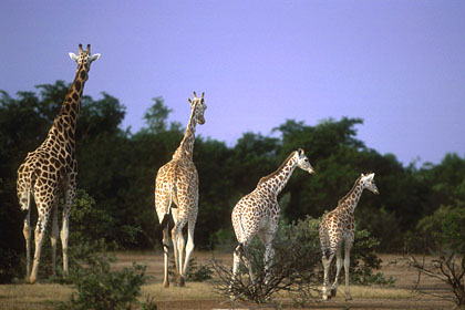 Last Frame : the familly is going back to the bush