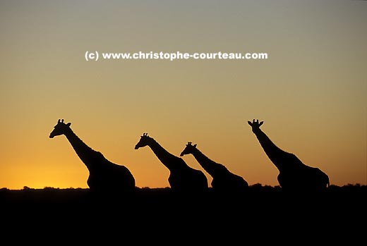 Girafes au crépuscule