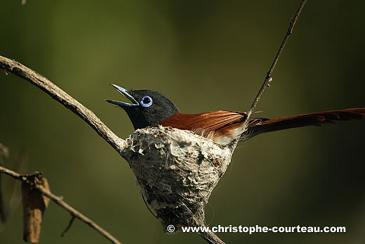 Gobemouche du Paradis, Delta de l'Okavango au Botswana