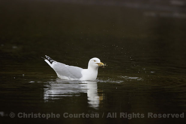 Herring Gull, catching a common green crab