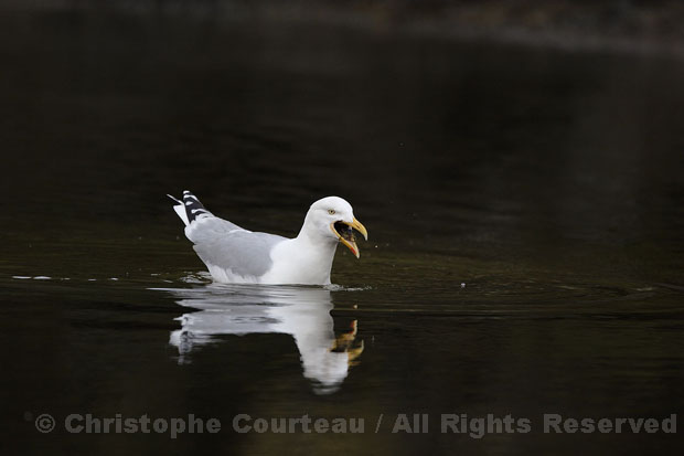 Herring Gull, eating a common green crab