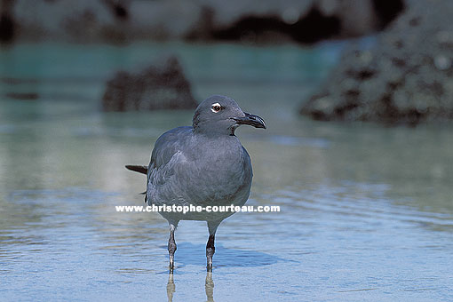 Lava Gull, feet in the shalow water, while the tide is rising...