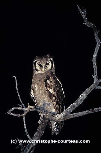 Grand-duc de Verreaux, sur son poste d'observation la nuit