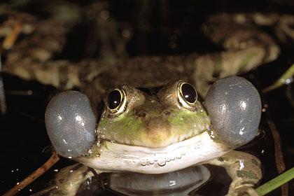 Grenouille rieuse. Chant nocturne dans une mare