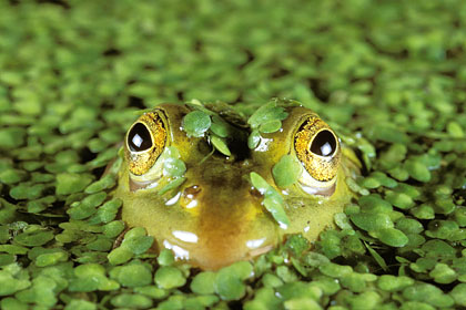 Grenouille verte  la surface d'une mare