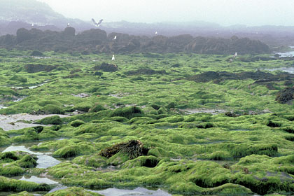 Brume sur la grève de l'île de Béniguet