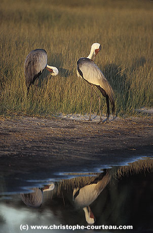 Couple de Grues caroncules