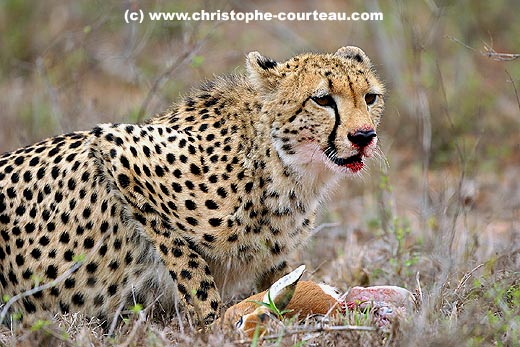 Cheetah : eating her prey