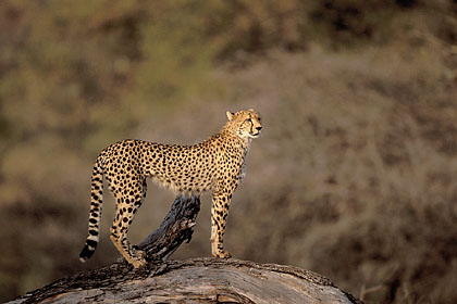 Femelle guépard sur son poste d'observation