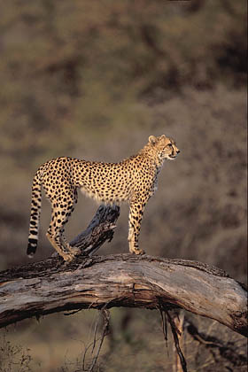 Gupard sur son poste d'observation