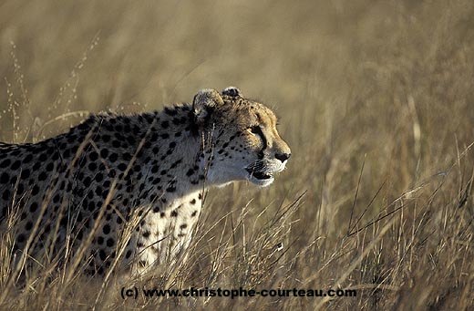 Guépard, femelle dans les hautes herbes