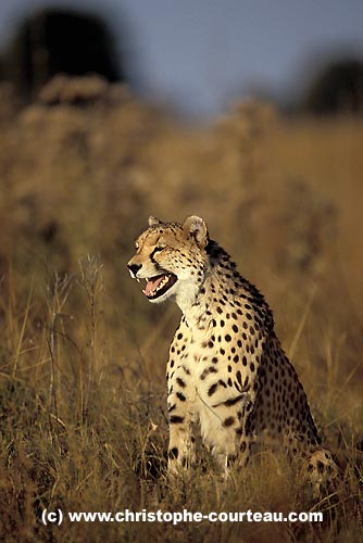 Cheetah, female calling her cubs still hiding in the grasses