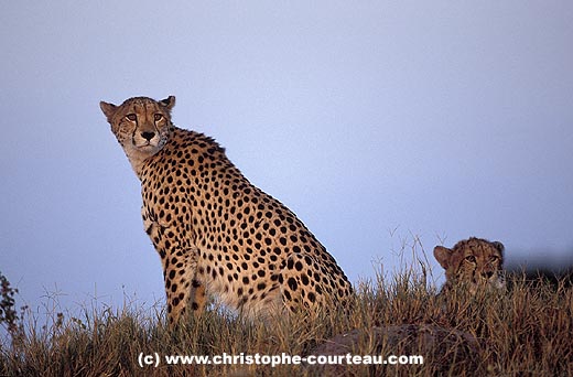 Femelle guépard et son jeune,  le soir sur une termitière