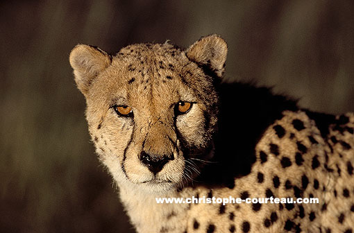 Cheetah Close-up